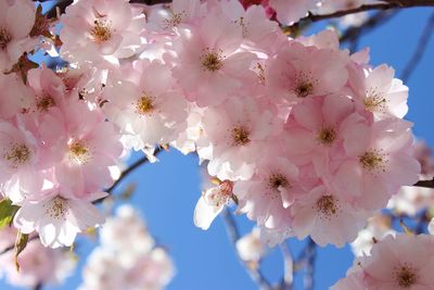 Low angle view of white flowers blooming on tree