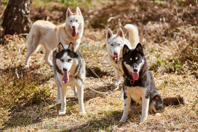 Dogs running on field