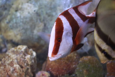 Close-up of fish swimming in sea
