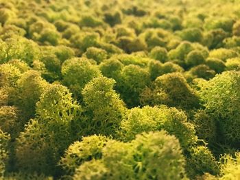 Full frame shot of fresh green plants