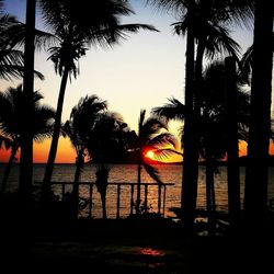 Silhouette of palm trees at sunset