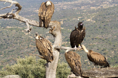 Birds perching on tree