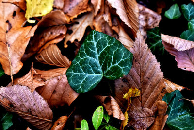 Close-up of dried leaves