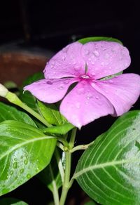 Close-up of raindrops on pink rose