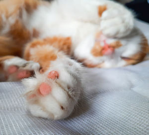 Close-up of cat sleeping