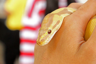 Close-up of person holding leaf
