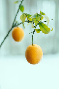 Close-up of lemon growing on plant