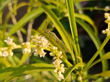 Close-up of insect on flower