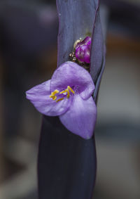 Close-up of purple crocus flower