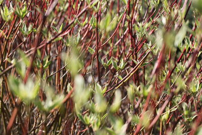 Full frame shot of plants growing on field