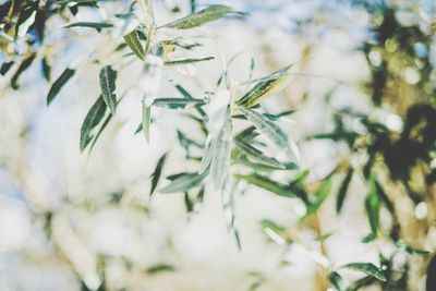 Close-up of white flowers