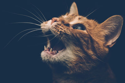 Close-up of cat yawning against black background