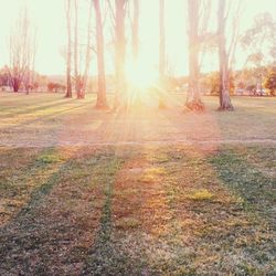 Sun shining through trees on grassy field