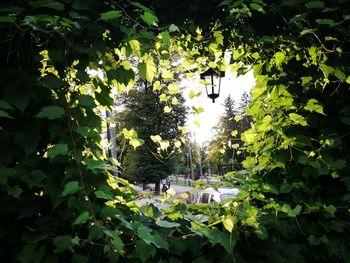 Group of people on plants against trees in park