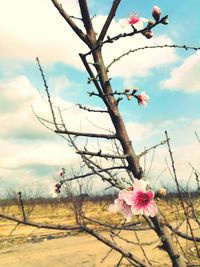 Low angle view of pink flowers on branch