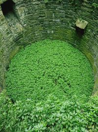 High angle view of moss growing on land