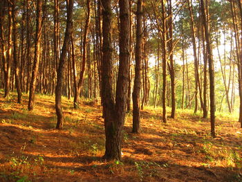 View of trees in the forest