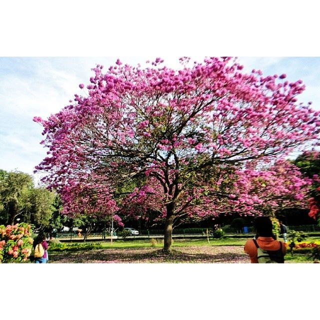 flower, tree, beauty in nature, growth, freshness, pink color, nature, blossom, park - man made space, tranquil scene, sky, branch, tranquility, field, fragility, scenics, springtime, grass, pink, cherry tree