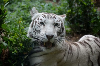 Close-up of white tiger