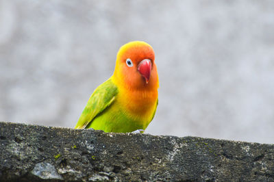 Close-up of bird perching on wall