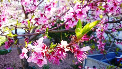 Close-up of pink flowers