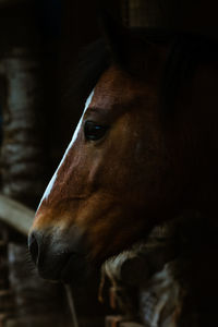 Close-up of dog looking away