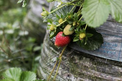 Close-up of strawberries