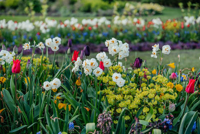 Varied flower species flourishing in central london park
