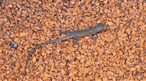 High angle view of a lizard on land