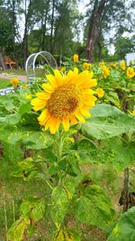 Close-up of sunflowers in park