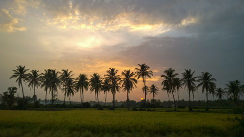 Coconut palm trees on field against cloudy sky during sunset