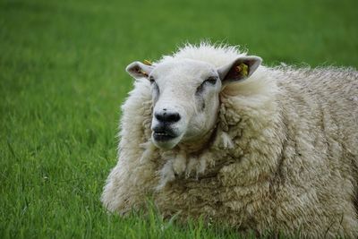 Portrait of sheep on field