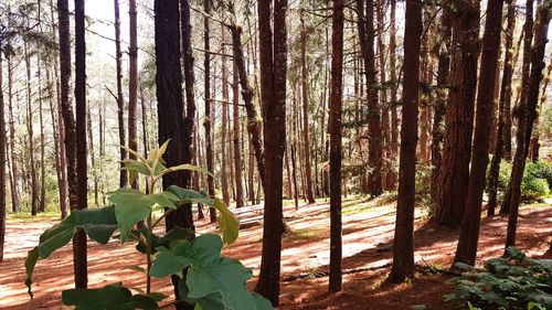 Trees growing in forest