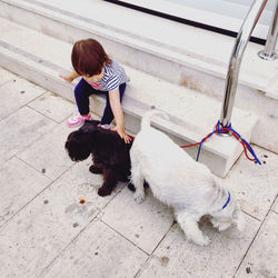 High angle view of girl playing with poodle puppies on sidewalk