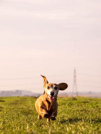 Portrait of dog on field