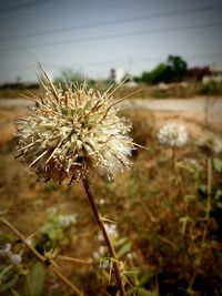 Close-up of thistle on field against sky