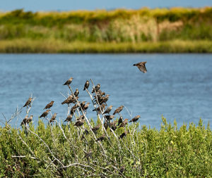 View of birds flying over lake