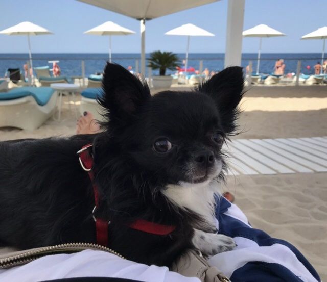 CLOSE-UP OF DOG ON BEACH