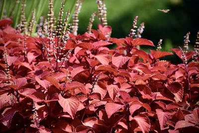 Close-up of red flowering plant