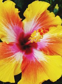 Close-up of yellow hibiscus blooming outdoors
