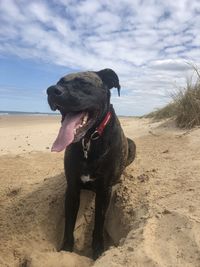 Dog looking away on beach