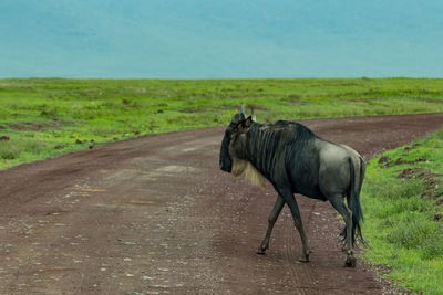 Wildebeest crossing dirt road against sky