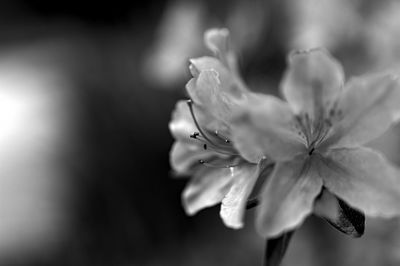 Close-up of flower against blurred background