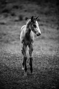 Horse standing on field