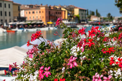 Lake garda, view of the marina with many boats