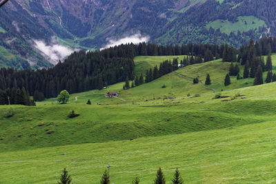 Scenic view of grassy field