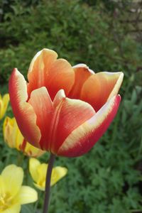 Close-up of orange flowering plant on field