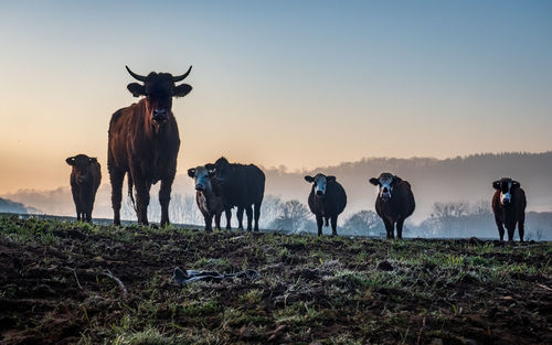 Cows standing in a field