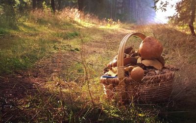 Close-up of wicker basket on field