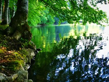 Scenic view of lake in forest